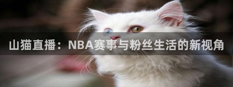 山猫直播：NBA赛事与粉丝生活的新视角